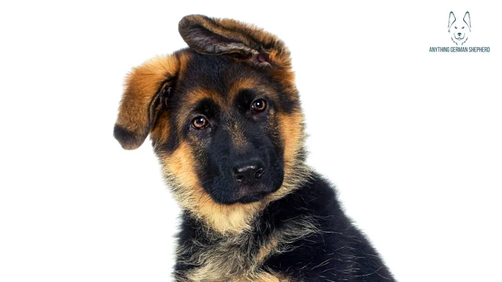 german-shepherd-with-floppy-ears