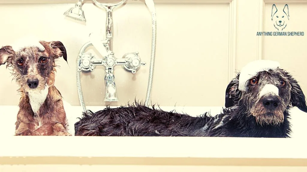 7 Best Antibacterial and Antifungal Dog Shampoo 2022 22 two-dogs-enjoying-a-bath-together