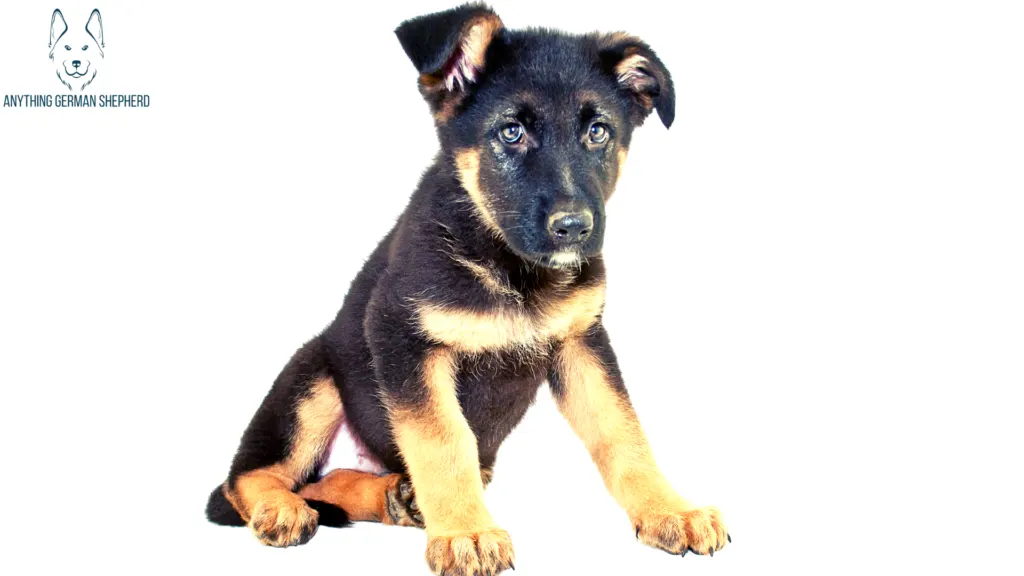 what-causes-german-shepherds-to-have-floppy-ears