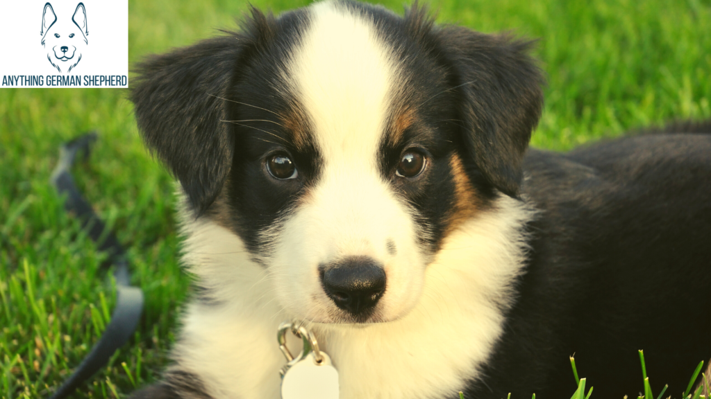 Australian-Shepherd-Teething