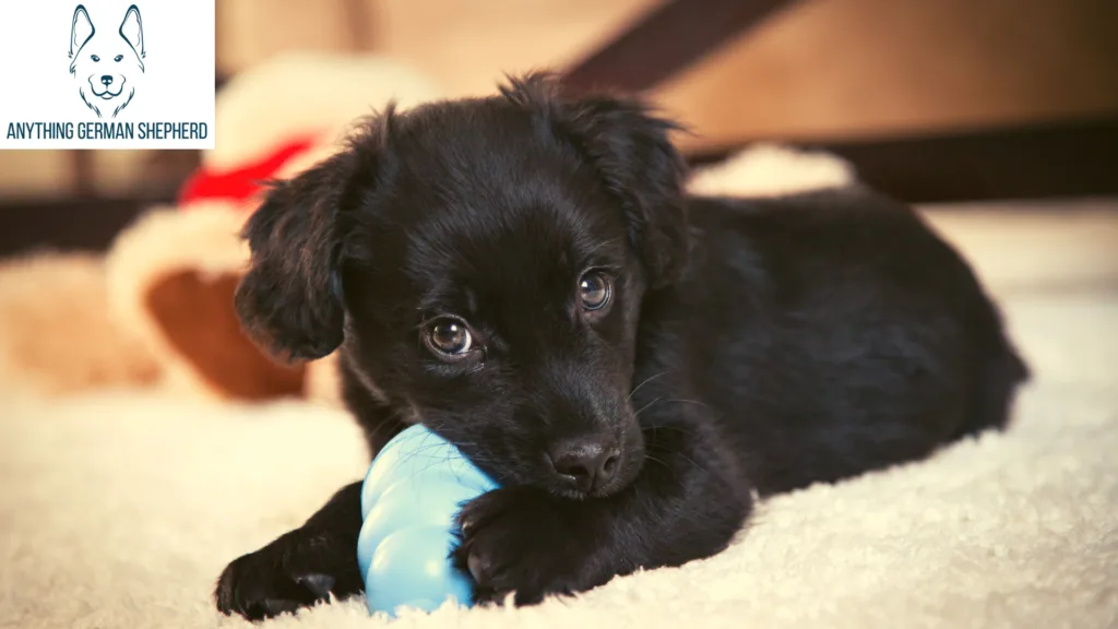 How-To-Get-My-Aussie-To-Stop-Biting-During-Teething