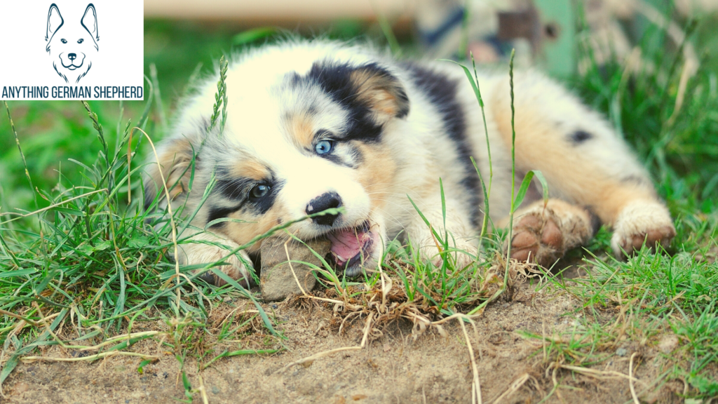 How-To-Soothe-My-Teething-Aussie-Puppy