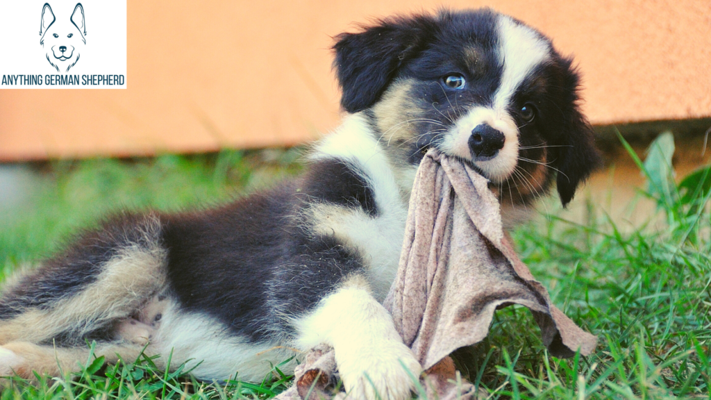 What-Are-the-Signs-That-an-Aussie-Puppy-Is-Teething
