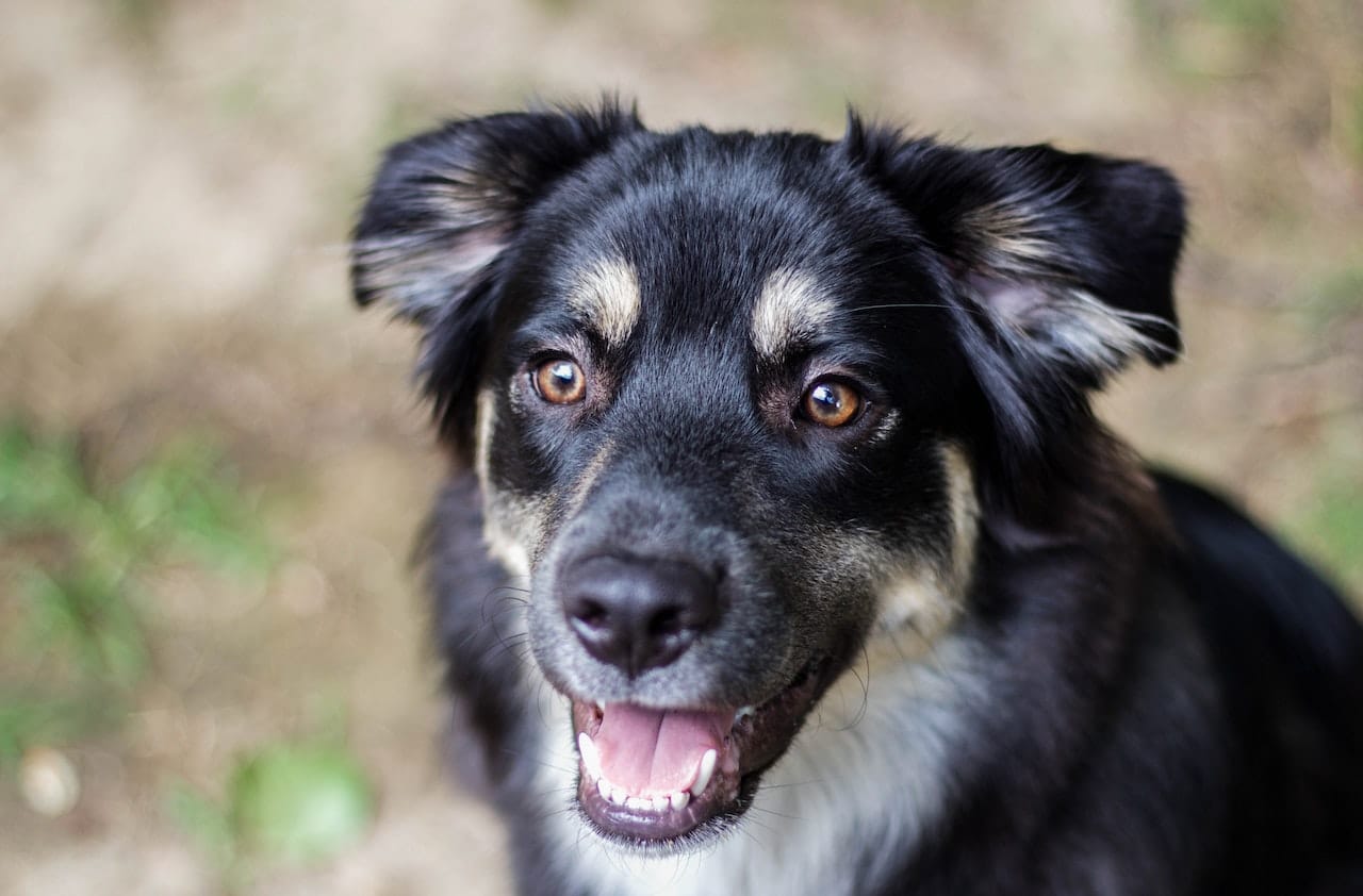 german shepherd dog
