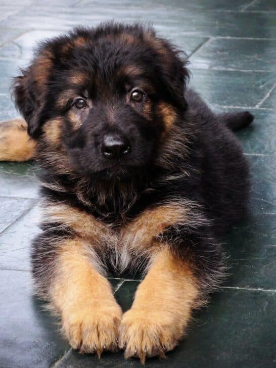 german shepherd puppy