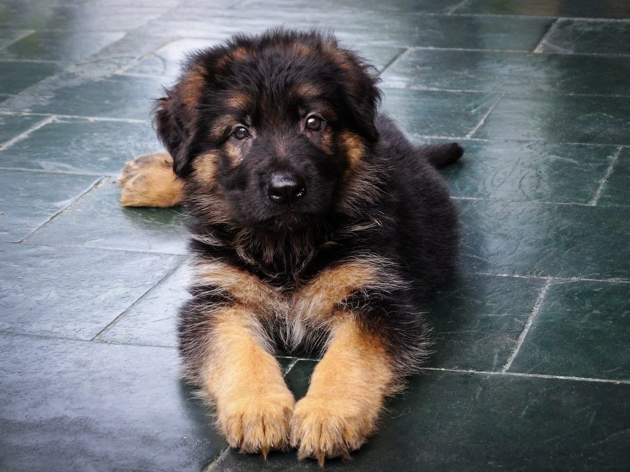 german shepherd puppy
