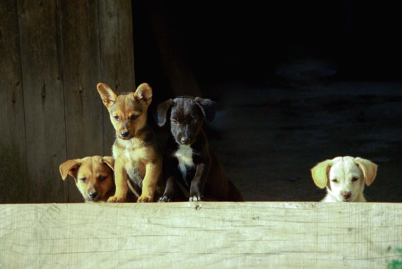 german shepherd puppies