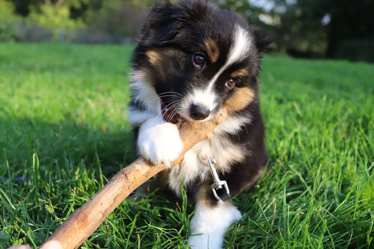 german shepherd puppy
