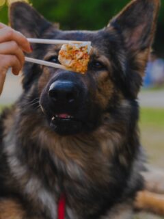 a dog eating food from a person's hand