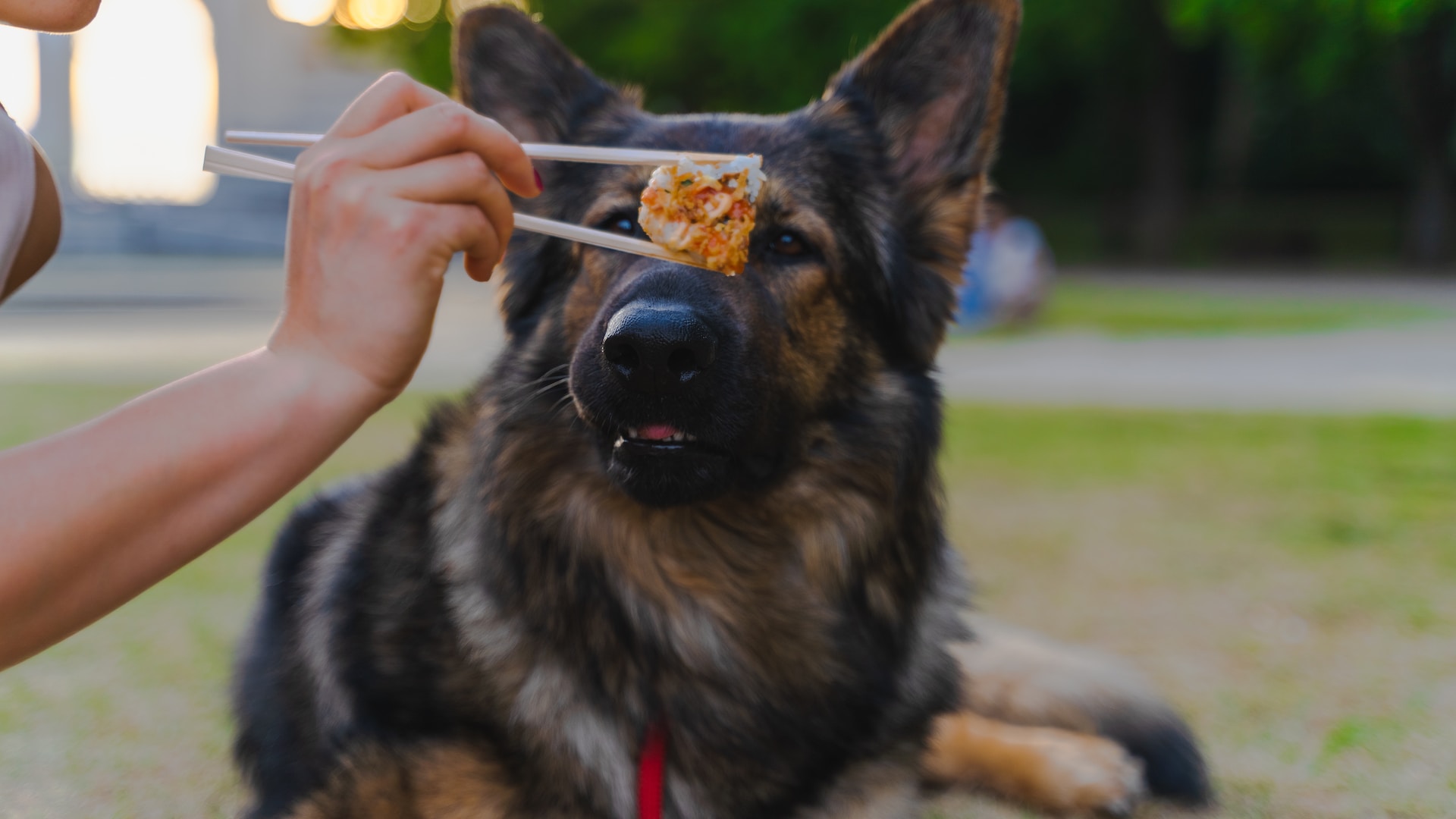 a dog eating food from a person's hand