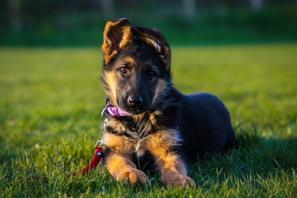 german shepherd sitting on a green grass field