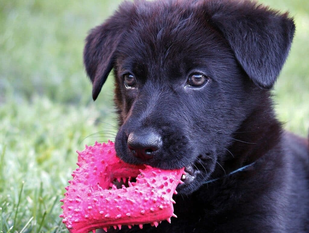 Black German Shepherd