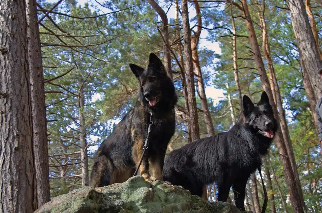 two black german shepherd dog sitting in forest 
