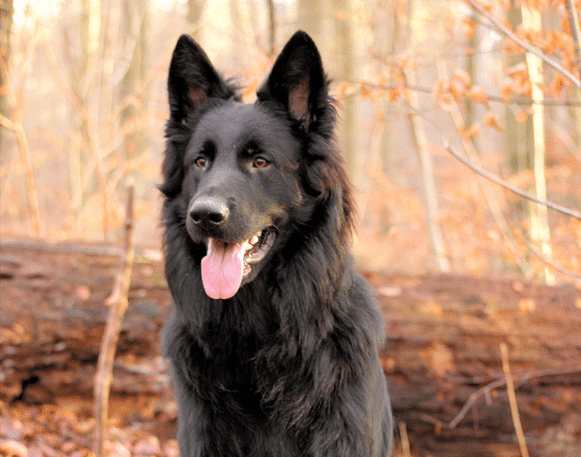 Dog Alsatian Sheepdog