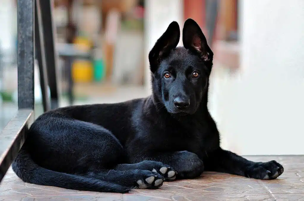 Black German shepherd puppy dog