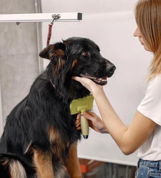 big black dog getting procedure groomer salon by young woman wearing white t shirt