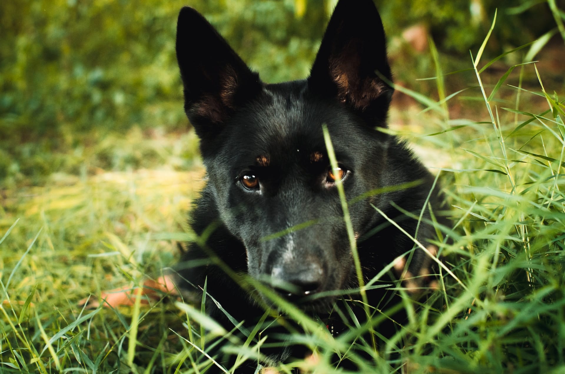 a close up of a German shepherd lying on grass