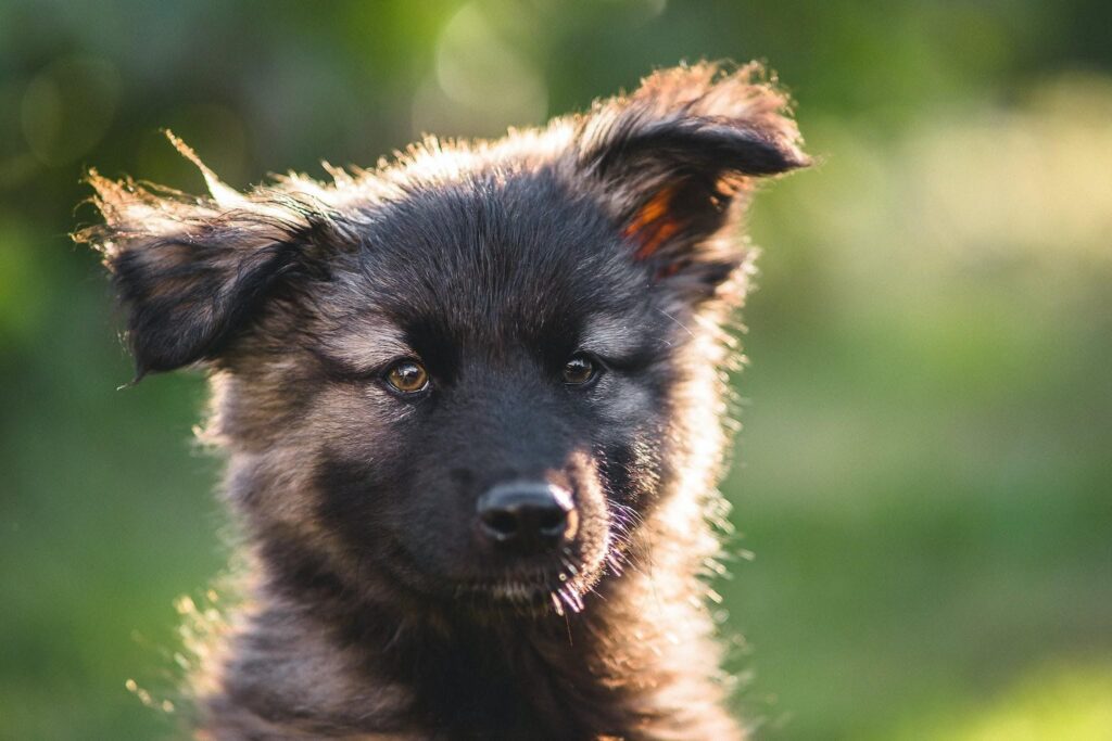 german shepherd puppy