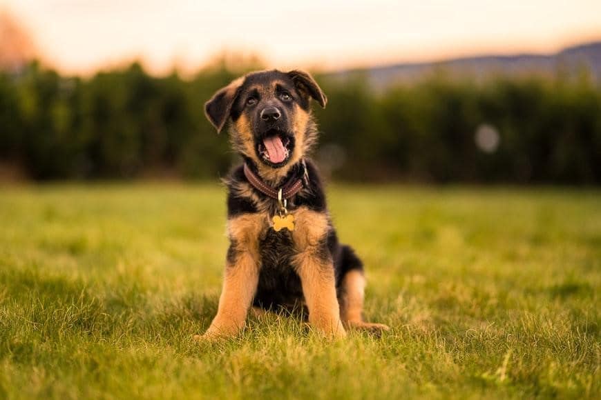 german shepherd dog in a green field