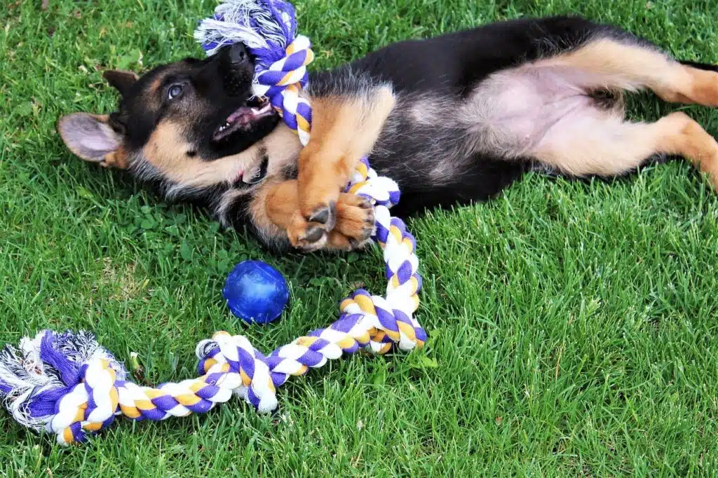 german shepherd dog playing with rope in a green field