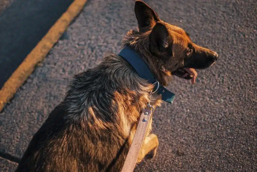 german shepherd dog walking in a concrete road