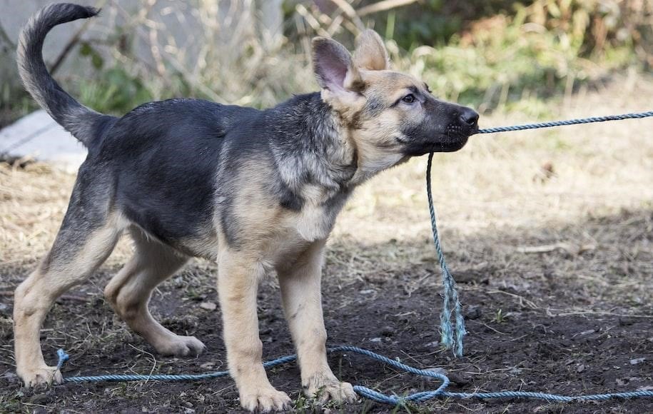german shepherd dog playing with rope