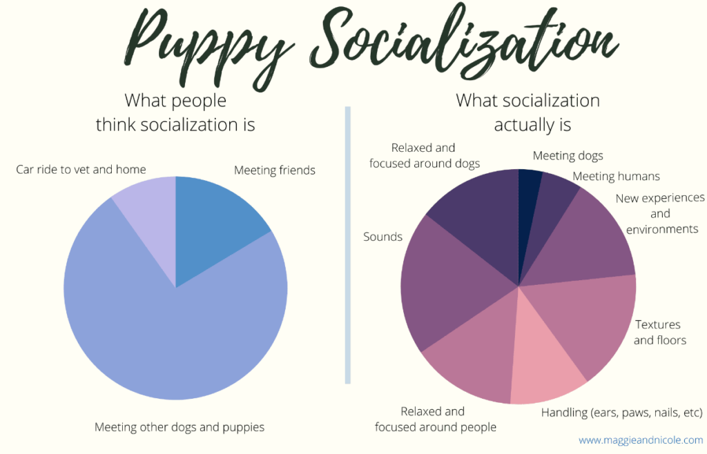 puppy socialization pie chart