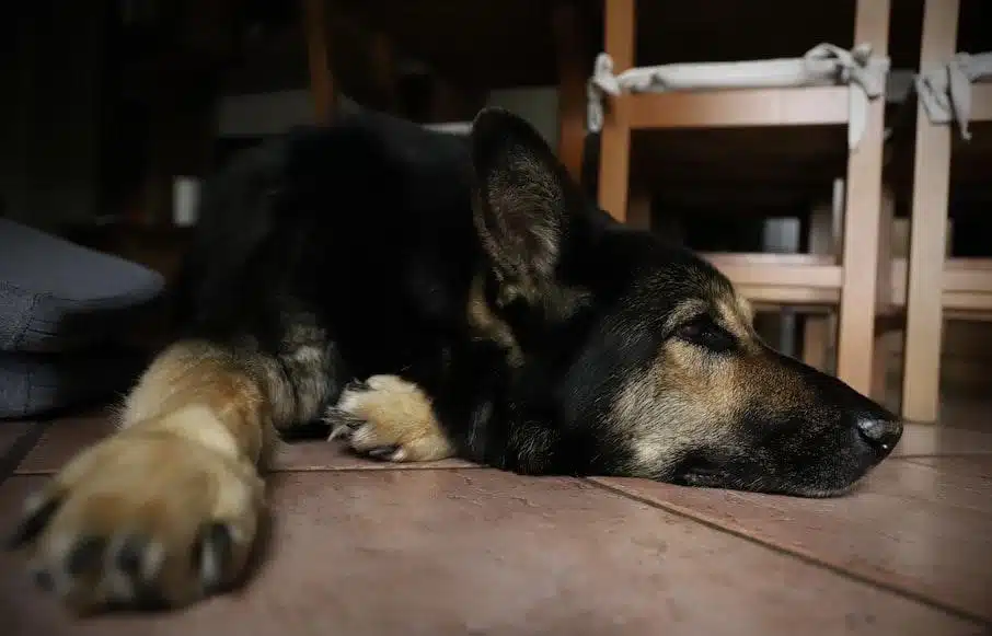 black and tan german shepherd lying on floor
