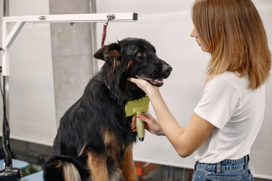 Big black dog getting procedure at the groomer salon young woman in white tshirt combing a dog dog is tied on a blue table