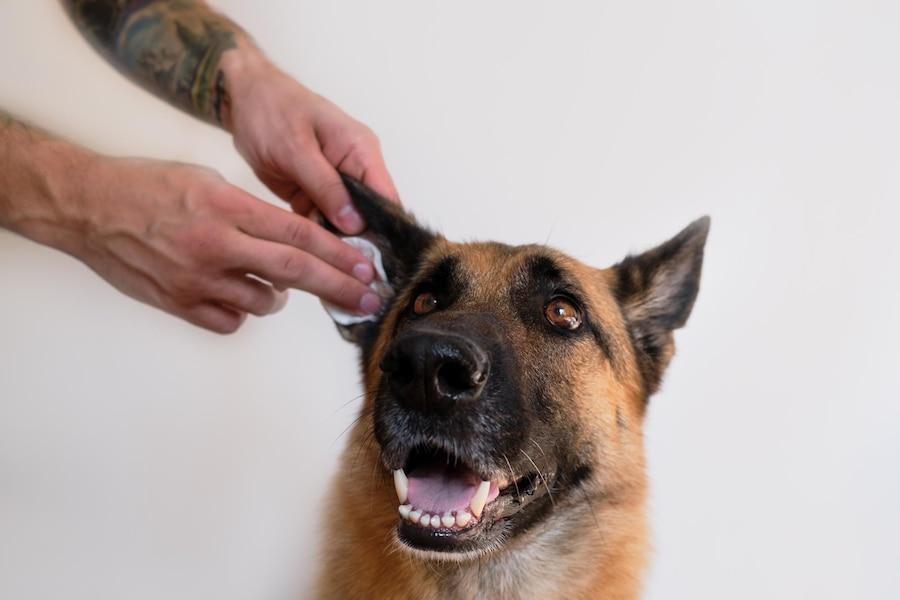 Clean ears of german shepherd human cleans dogs ears with cotton swab at home