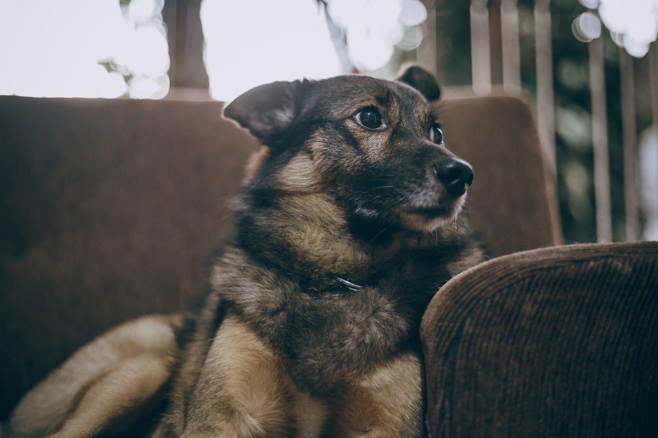 german shepherd dog sitting in sofa