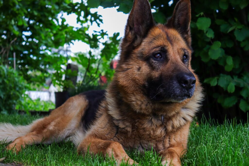 short-coated tan dog on grass field
