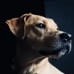 a close up photo of dog's face