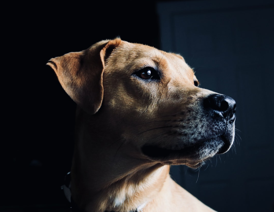 a close up photo of dog's face