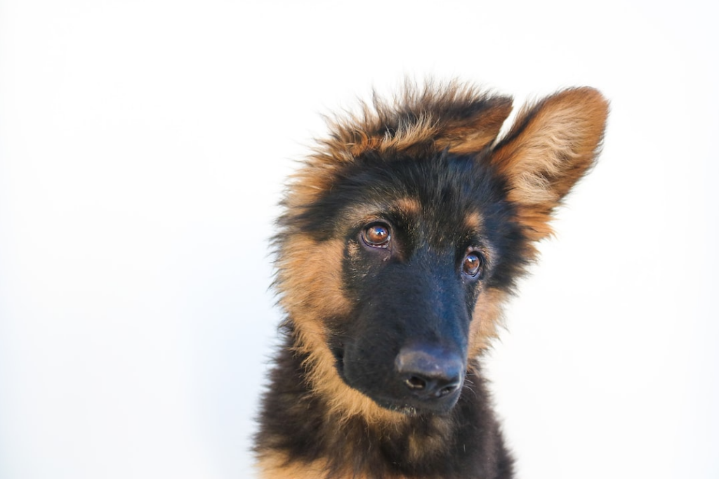 close up face image of German shepherd dog