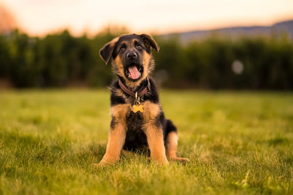 German shepherd puppy sitting on grass field