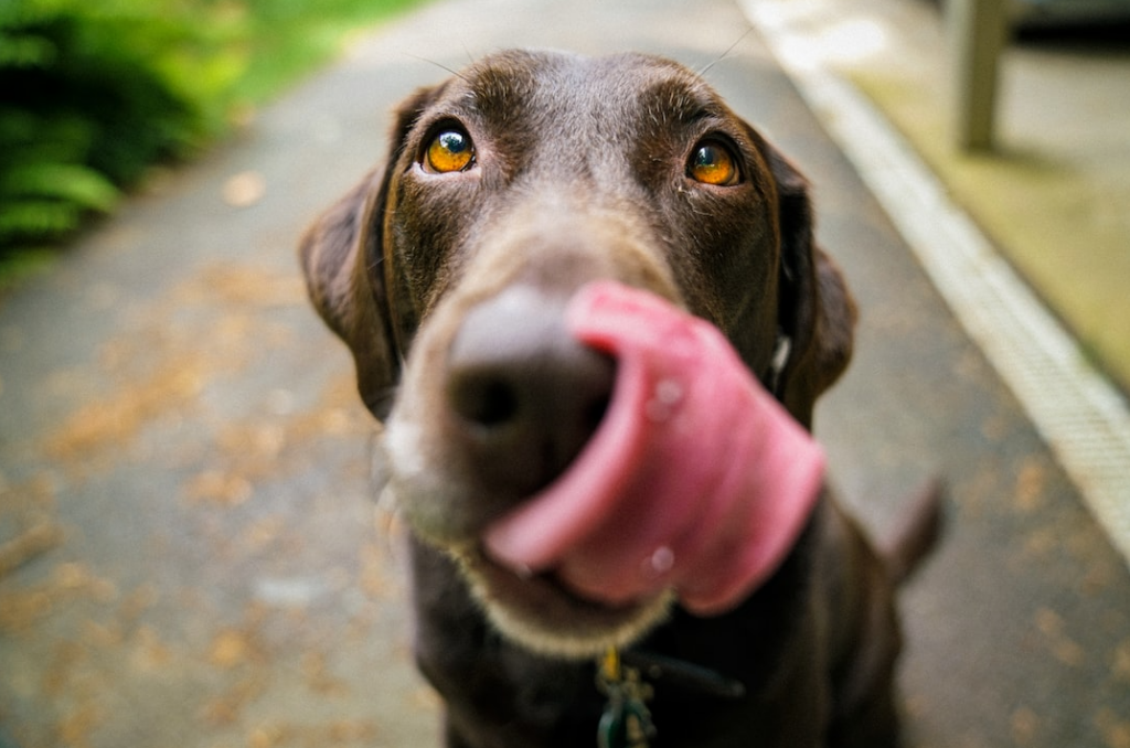 close up image of dog licking his face
