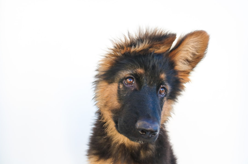 german shepherd close up face image