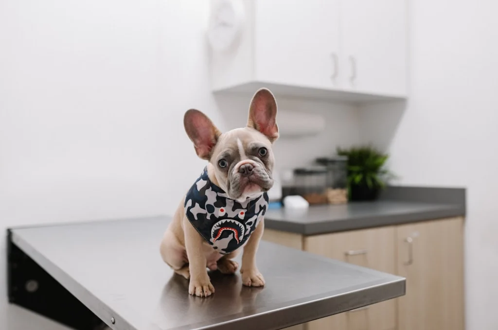 dog sitting on table