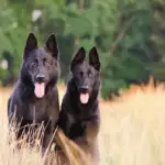 Two Black German Shepherd