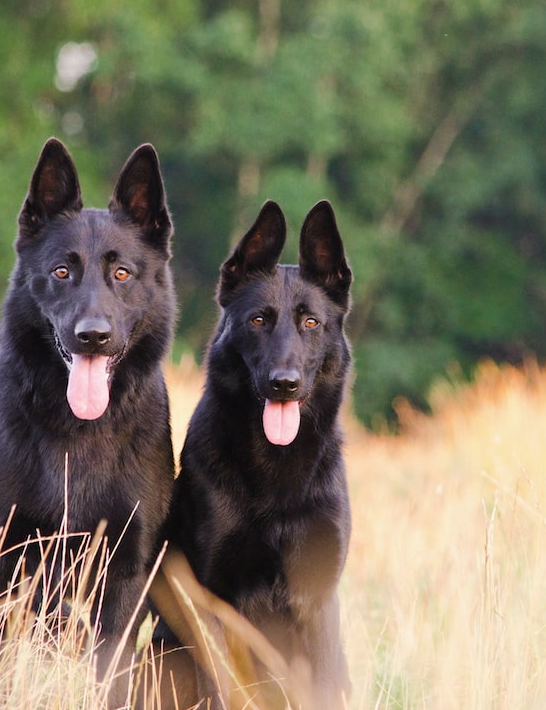 Two Black German Shepherd