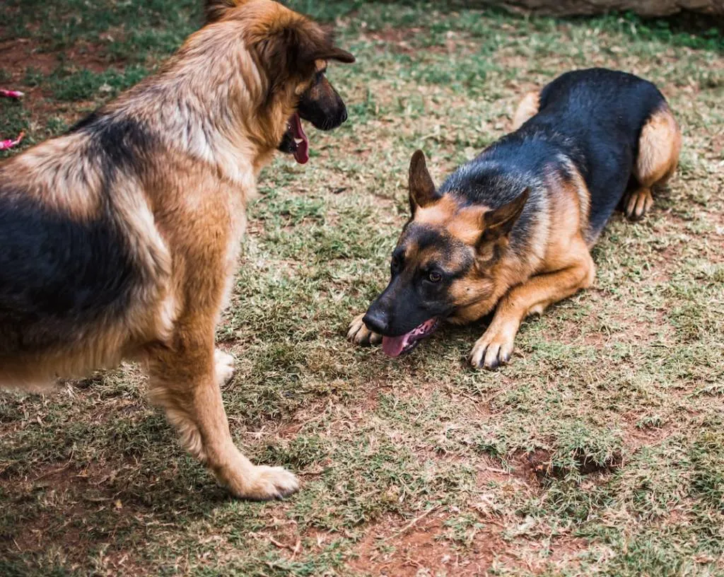 two dog playing with each other