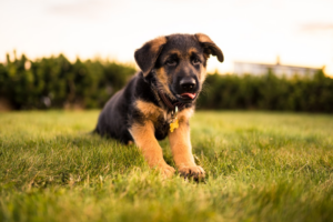 german shepherd puppy sitting in grass field