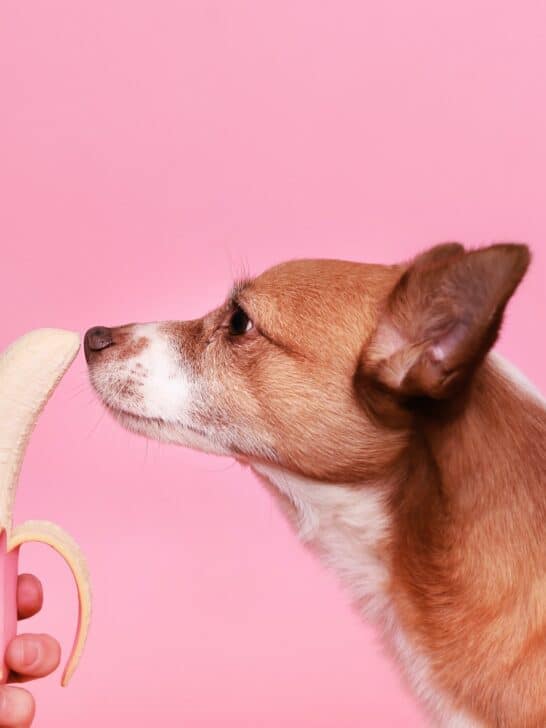 Dog smelling on a pink banana. Studio with pink background.