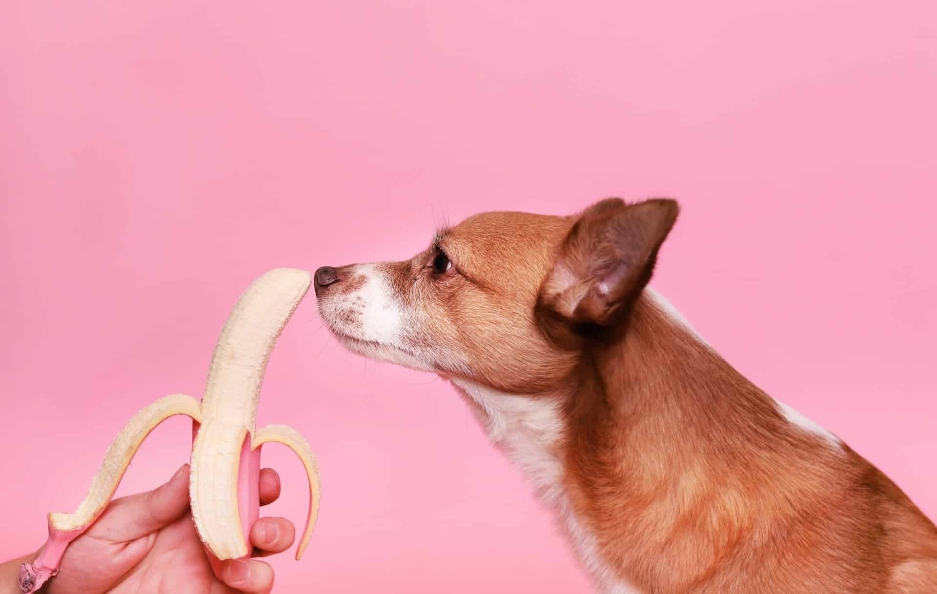 Dog smelling on a pink banana. Studio with pink background.
