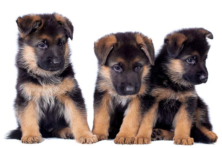 German shepherd puppies