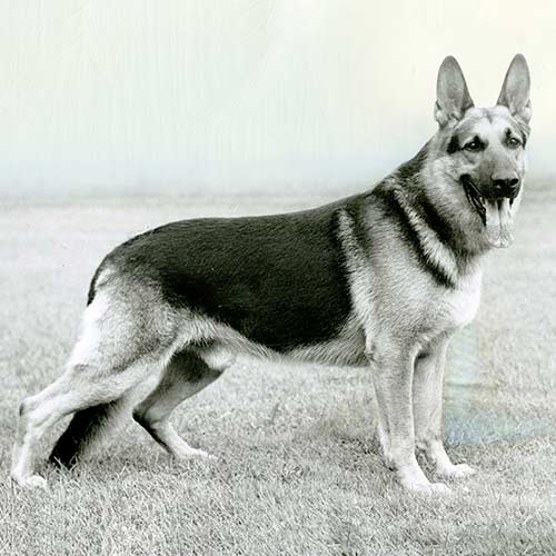 black and white image of a German Shepherd dog