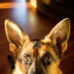 dog eyes, german shepard