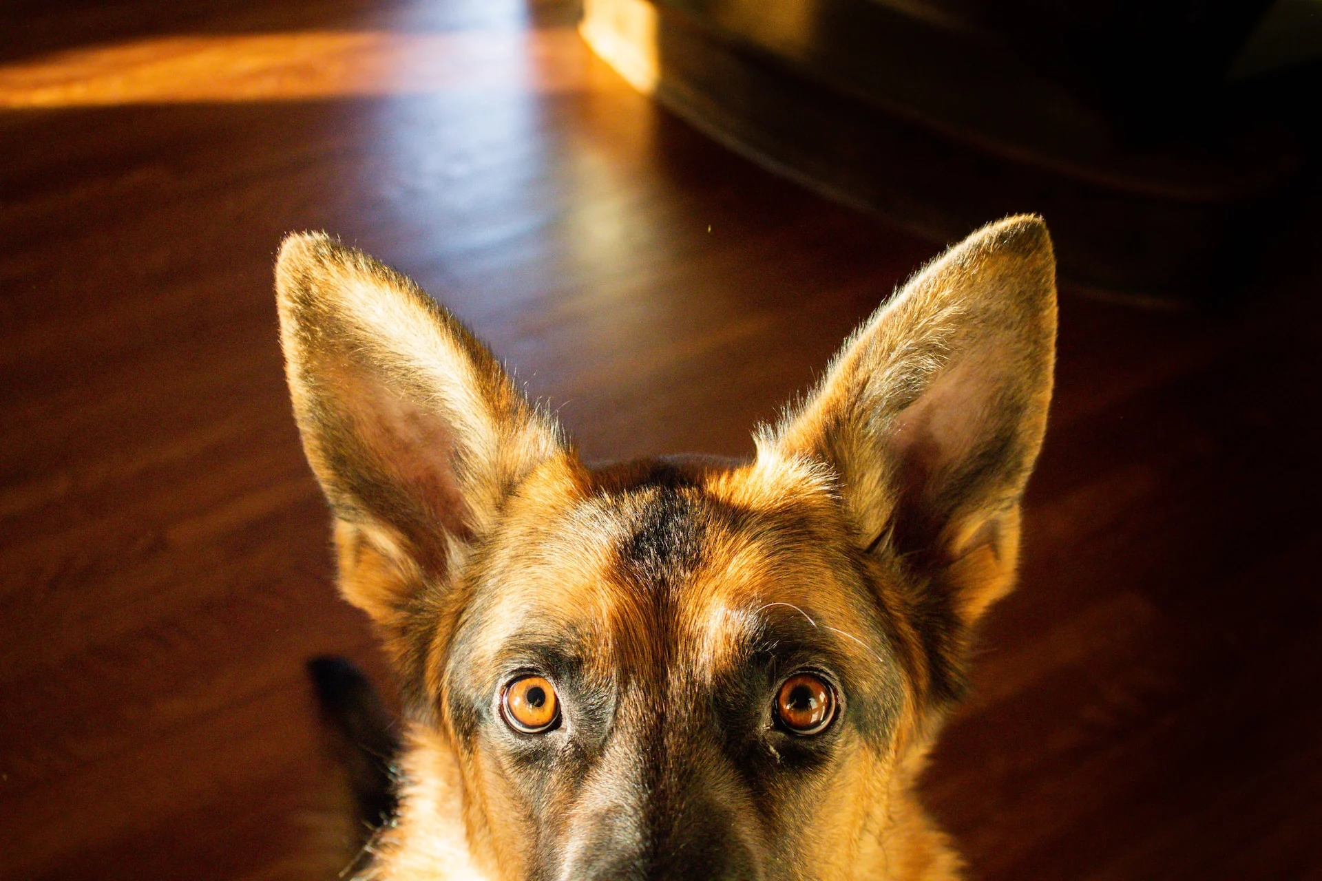 dog eyes, german shepard