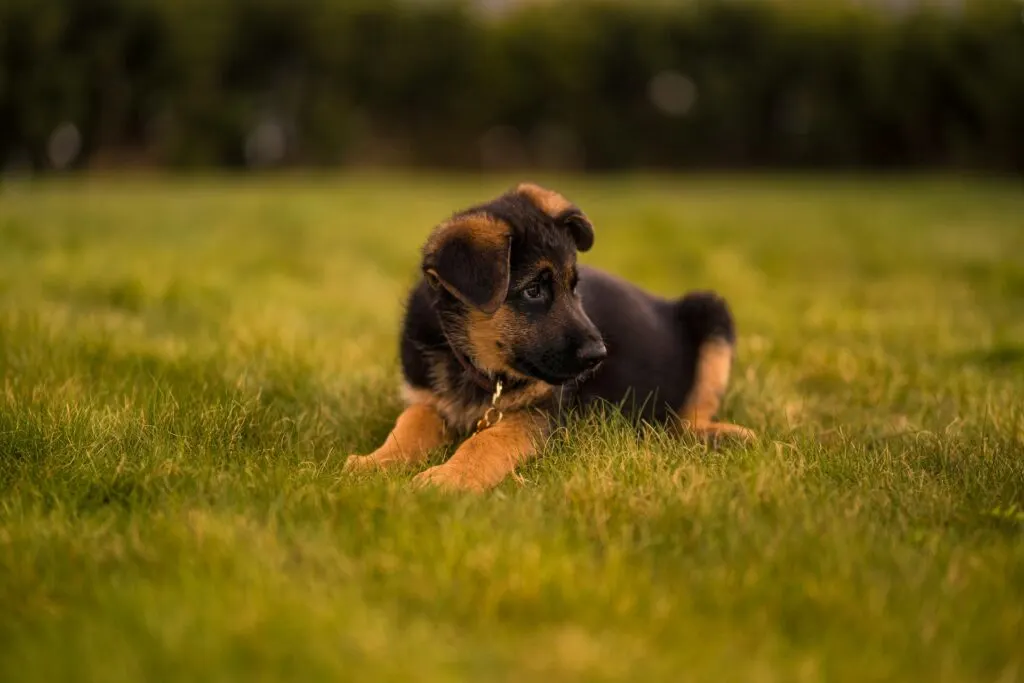 puppy sitting in green field